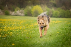 German Shepherd Britney